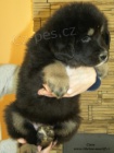 Prod�m �t�n� Tibetsk� dogy s PP