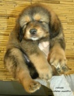 Prod�m �t�n� Tibetsk� dogy s PP