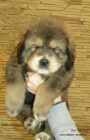Prod�m �t�n� Tibetsk� dogy s PP