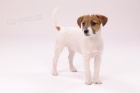 Jack Russell teri�r