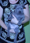 Thajsk� Ridgeback - modr� �t���tka s PP 