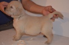 Zlat� retr�vr - prod�m �t���tka golden retriever s PP