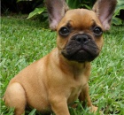 P�kn� a kr�sn� french bulldog �t��ata k dispozici