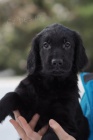 �t��ata Flat coated retriever s PP