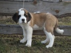Prod�m pejsky Bernard�na s PP