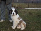 Prod�m pejsky Bernard�na s PP