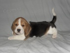 �t��ata beagle - b�gla s PP