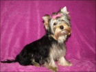 Jork��rsk� terrier s PP - fenky