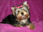 Jork��rsk� terrier s PP - fenky