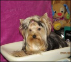 Jork��rsk� terrier s PP - fenky