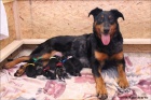 Beauceron - �t��ata odb�r b�ezen/duben 