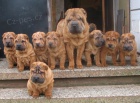 �arpej,  shar-pei, sharpei