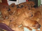 �arpej,  shar-pei, sharpei