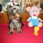 jork��rsk� terier s pp.pejsci