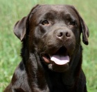 Labradorsk� retrivr �t���tka hn�d� barvy