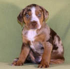 Luisiansk� leopard� pes