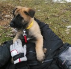 Prod�m �t��ata Belgick�ho ov��ka - Malinois