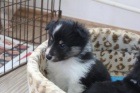 Sheltie s PP