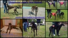 Anglick� chrt (Greyhound)