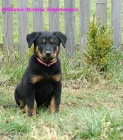 Beauceron �t���tka s PP
