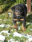 Beauceron �t���tka s PP