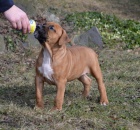 Americk� staford��rsk� teri�r s PP