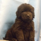 Tibetsk� doga �t��ata s PP k odb�ru