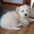 �t�n�tka Coton de Tule�r! 