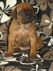 Django - rhod�sk� ridgeback s PP