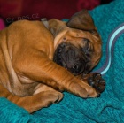 Django - rhod�sk� ridgeback s PP