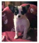 Fene�ka �ivavy s PP