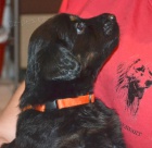 �t��ata hovawarta s PP