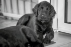 �t�n� Flat Coated Retrievera