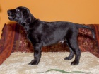 �t�n� Flat Coated Retrievera