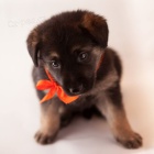 K��enci b�l�ho �v�carsk�ho ov��ka