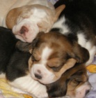 Kr�sn� �t���tka beagle b�gla s PP