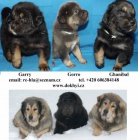 Tibetsk� doga - DoKhyi