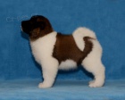 Americk� Akita s PP