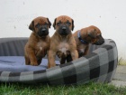 Rhod�sk� ridgeback - �t���tka s PP