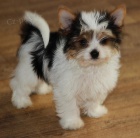 Jork��rsk� teri�r - biewer