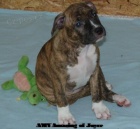 Americk� staford�irsk� teri�r s PP