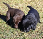 �t��ata labradorsk�ho retrievera