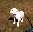 Argentinsk� doga pejsek s PP