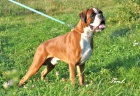 kryc� pes -n�meck� boxer