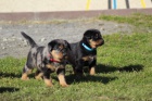 Beauceron - �t��ata s PP, odb�r na Velikonoce 