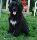 Portugalsk� vodn� pes