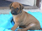 Rhod�sk� ridgeback - �t���tka s PP