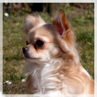 �ivava-�t���tka v kr�mov�ch barv�ch,fenka,3 pejsci