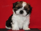 Shih-tzu, �i-tzu �t���tka s PP