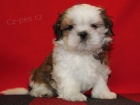 Shih-tzu, �i-tzu �t���tka s PP